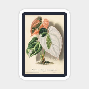 Variegated Anthurium crystallinum - Wiener illustrierte Garten-Zeitung - Botanical Illustration Magnet