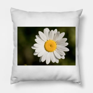 Dew covered Ox-eye Daisy Pillow