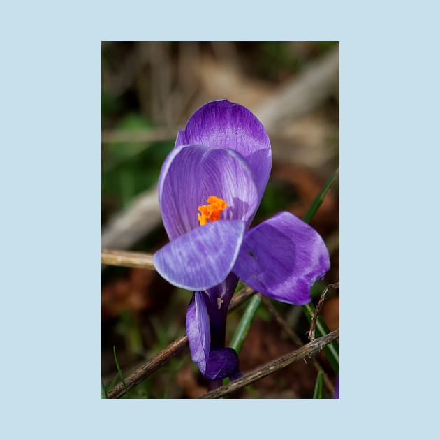 Wild crocus by Violaman