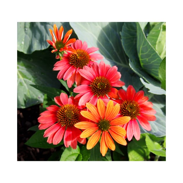 Cheyenne Spirit Echinacea Flowers in the Summer Garden by Scubagirlamy