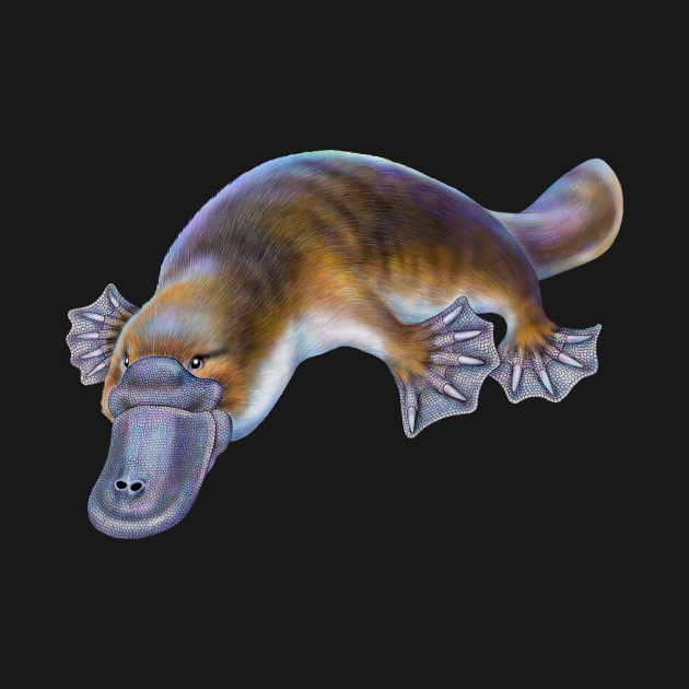 platypus fila