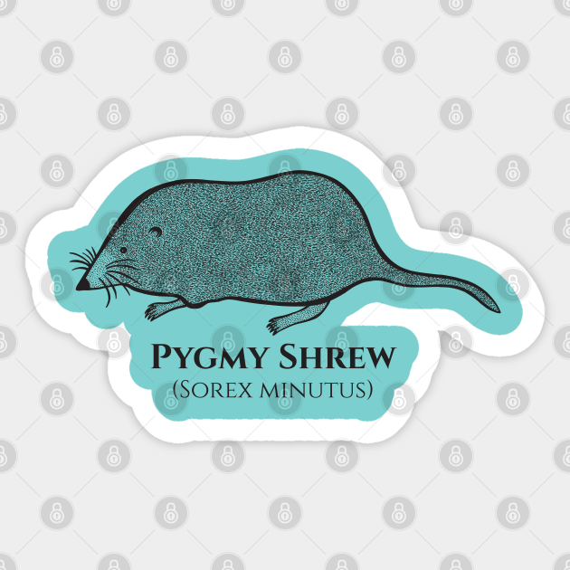 Pygmy Shrew with Common and Scientific Names - animal design - Shrew - Sticker | TeePublic Pygmy Shrew with Common and Scientific Names - animal design - Shrew - Sticker | TeePublic