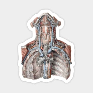 Vintage Science, Human Anatomy with the Throat, Neck, Chest and Ribs Magnet