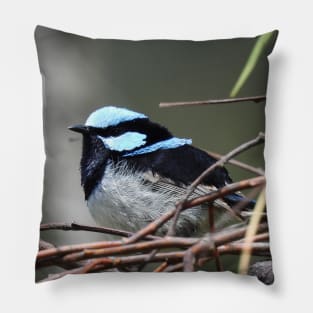 Superb Fairy Wren at the Laratinga Wetlands Pillow