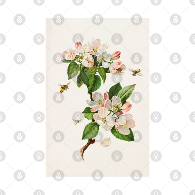 Apple Blossoms and bees - Botanical Illustration by chimakingthings