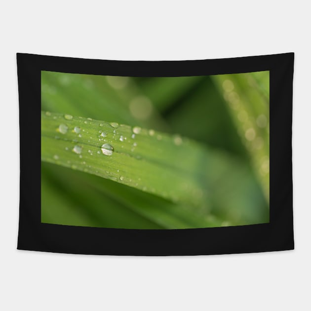 Droplets on a leaf Tapestry by josefpittner