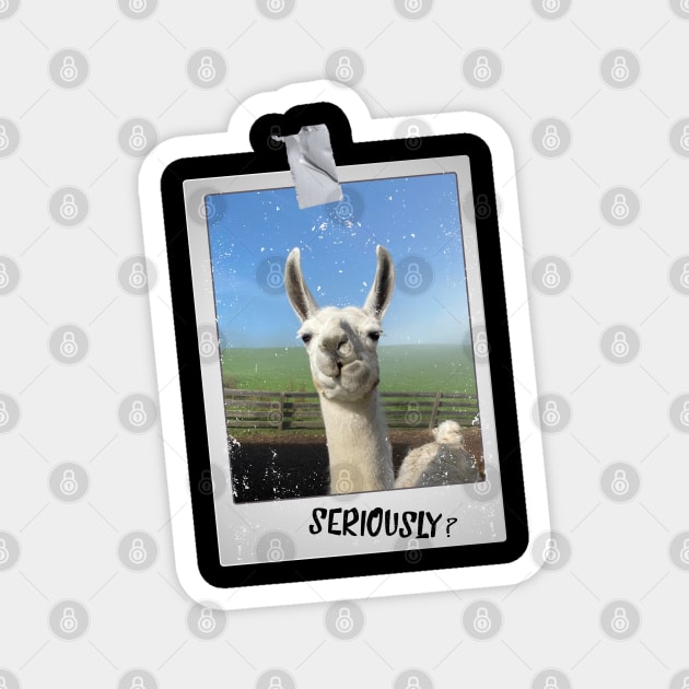 Funny Llama Alpaca Photo Seriously? Saying Magnet by BurunduXX-Factory