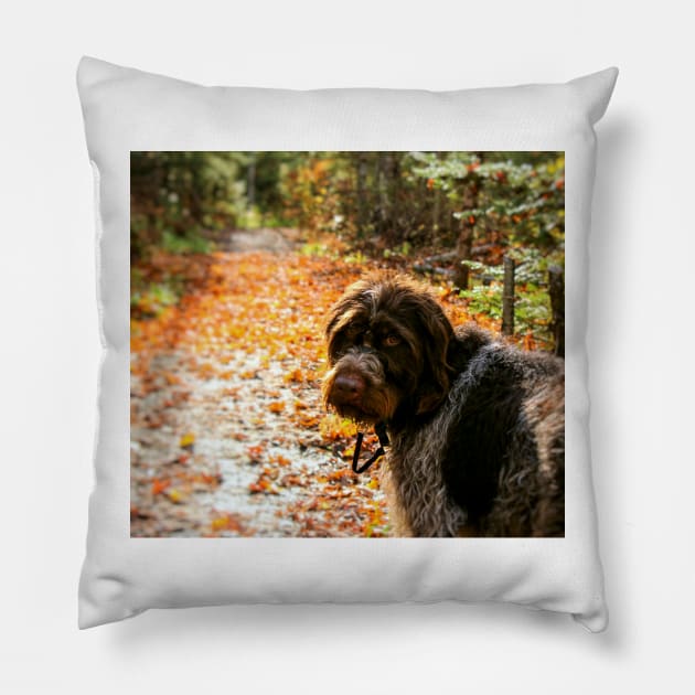 Autumn Monty Pillow by Isla Creek Casuals