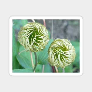 Clematis Seed Head Magnet