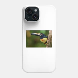 Collared Aracari (Pteroglossus torquatus) Costa Rica Phone Case