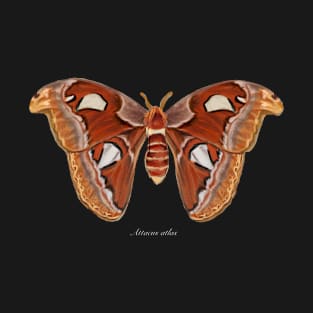 Atlas moth T-Shirt