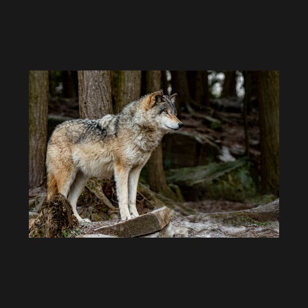 Eastern Gray Wolf by jaydee1400