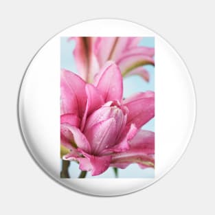 Lilium  Roselily Isabella  Double Oriental hybrid Lily Pin