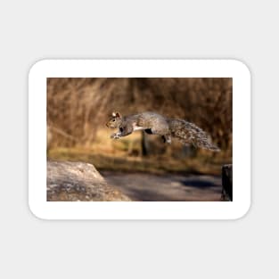 Flying Grey Squirrel Magnet