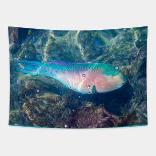 Bluechin Parrotfish in the Galapagos Islands, Ecuador Tapestry