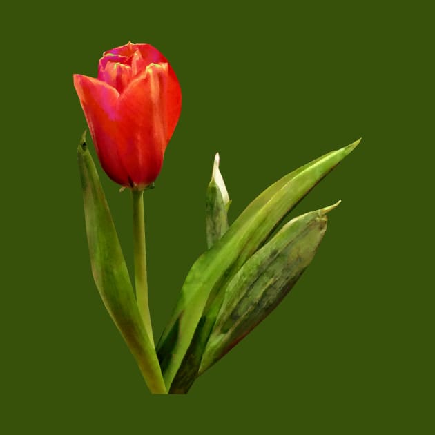 Single Red Tulip by SusanSavad