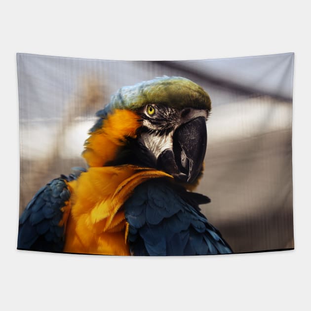 Parakeet Tapestry by hottehue