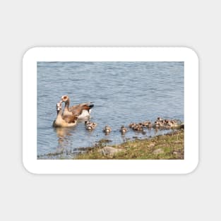 Goose Family Swimming in Kruger National Park, South Africa Magnet