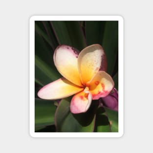 Caribbean Tropical Flower Magnet