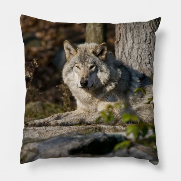 Timber Wolf Pillow by jaydee1400