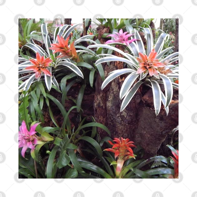 Bromeliads in Brazil by Juliana Costa