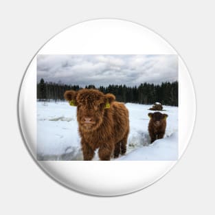 Scottish Highland Cattle Calves 1613 Pin