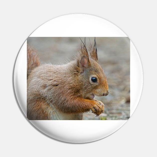 Red squirrel, Formby, England Pin by millroadgirl