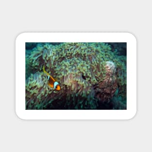 sea anemone with clownfish Magnet