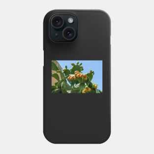 Orange fruits of Opuntia ficus-indica (prickly pear) Phone Case