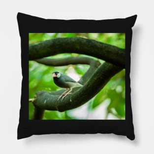 Java sparrow on a branch Pillow