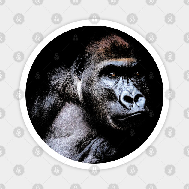 Gorilla Groat Ape Face Portrait Wildlife Art Gorilla Magnet Teepublic