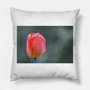 Tulip Pillow