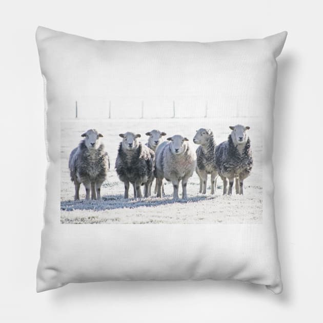 Herdwick Sheep Pillow by Furtographic