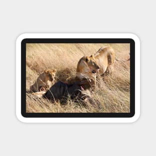 Lioness and Cubs at a Wilderbeest Kill, Maasai Mara, Kenya Magnet
