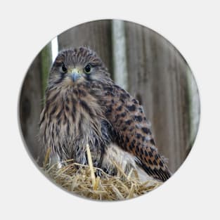 Fledgling Kestrel Pin