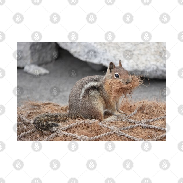 Cascade golden-mantled ground squirrel gathering nesting material by SDym Photography