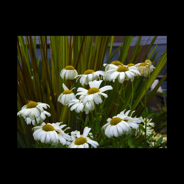 Daisies in The Garden by KarenZukArt