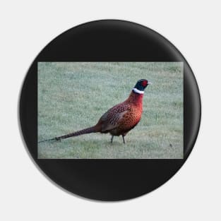 Pheasant in the dewy grass Pin