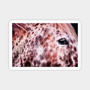 Appaloosa horse head portrait Magnet