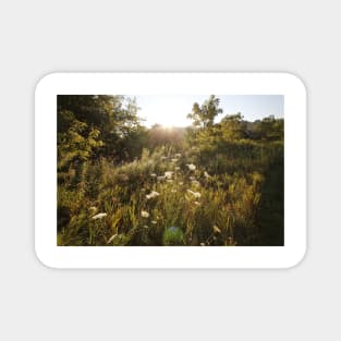 Queen Anne&#39;s Lace at Sunrise Magnet