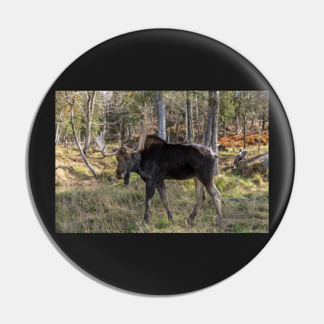 Moose in the fall woods Pin by josefpittner