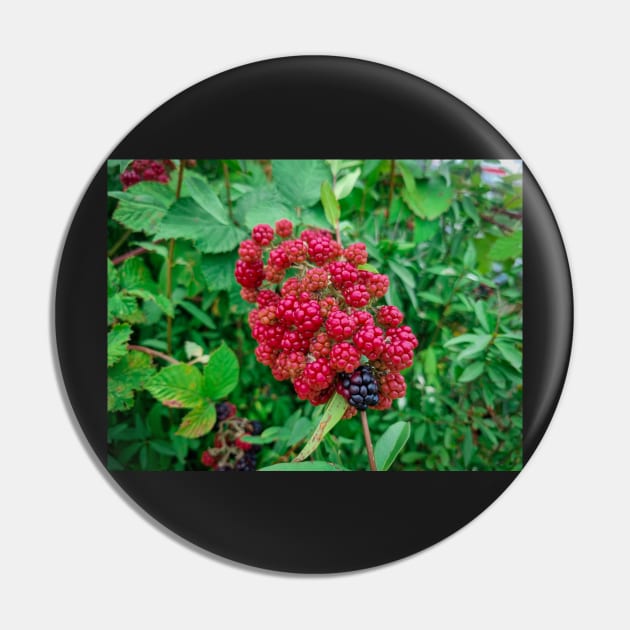 Wild Blackberries Pin by Anastasia-03