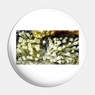 Yellow Sea Anemone Pin