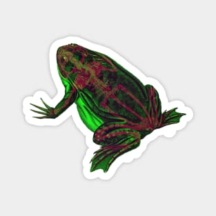 Skeleton Frog Interactive Magenta&Green Filter #2 By Red&Blue Magnet