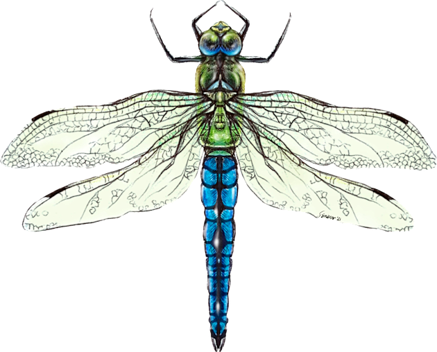 Dragonfly Kids T-Shirt by Sierra Snipes Studio