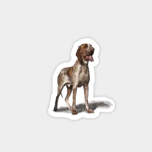 The Bracco Italiano Magnet