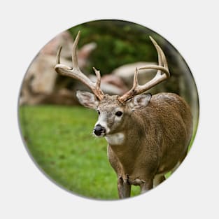 White-tailed Deer Pin