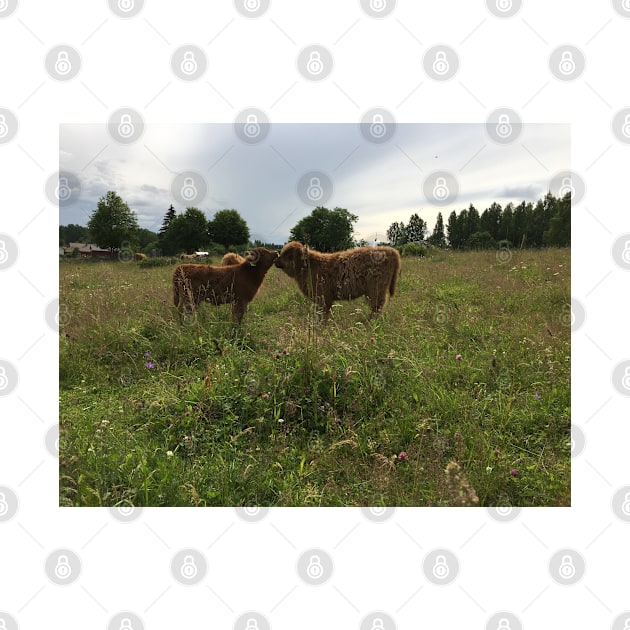 Scottish Highland Cattle Calves 1453 by SaarelaHighland