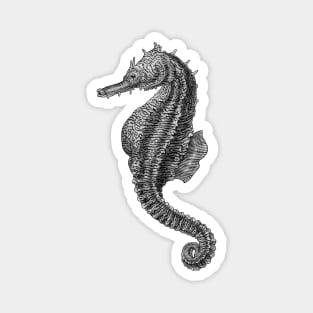 Seahorse Magnet