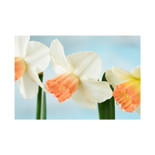 Narcissus  &#39;Pink Charm&#39;  Div.  2 Large-cupped]]Daffodil by chrisburrows